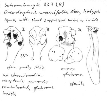 Vorschaubild Oreodaphne crassifolia Nees